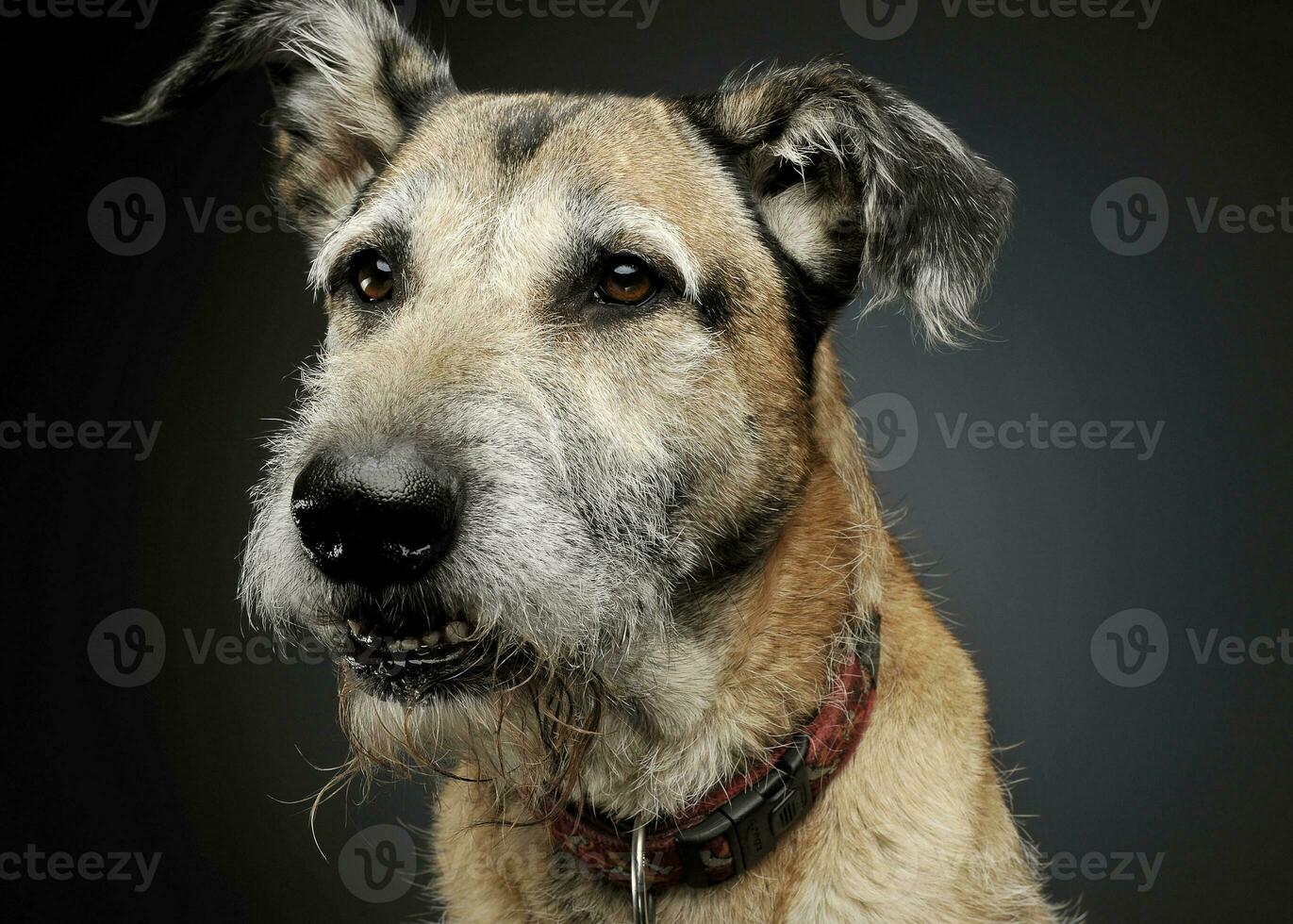 portrait de un adorable mixte race chien à la recherche avec curiosité photo