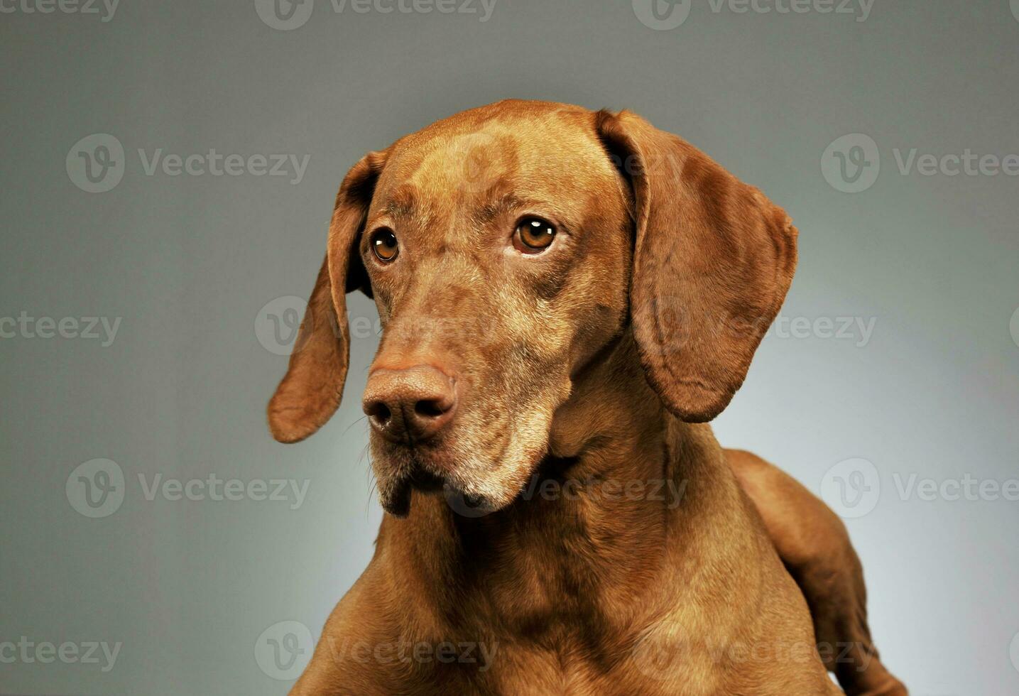 portrait de une charmant magyar vizsla photo