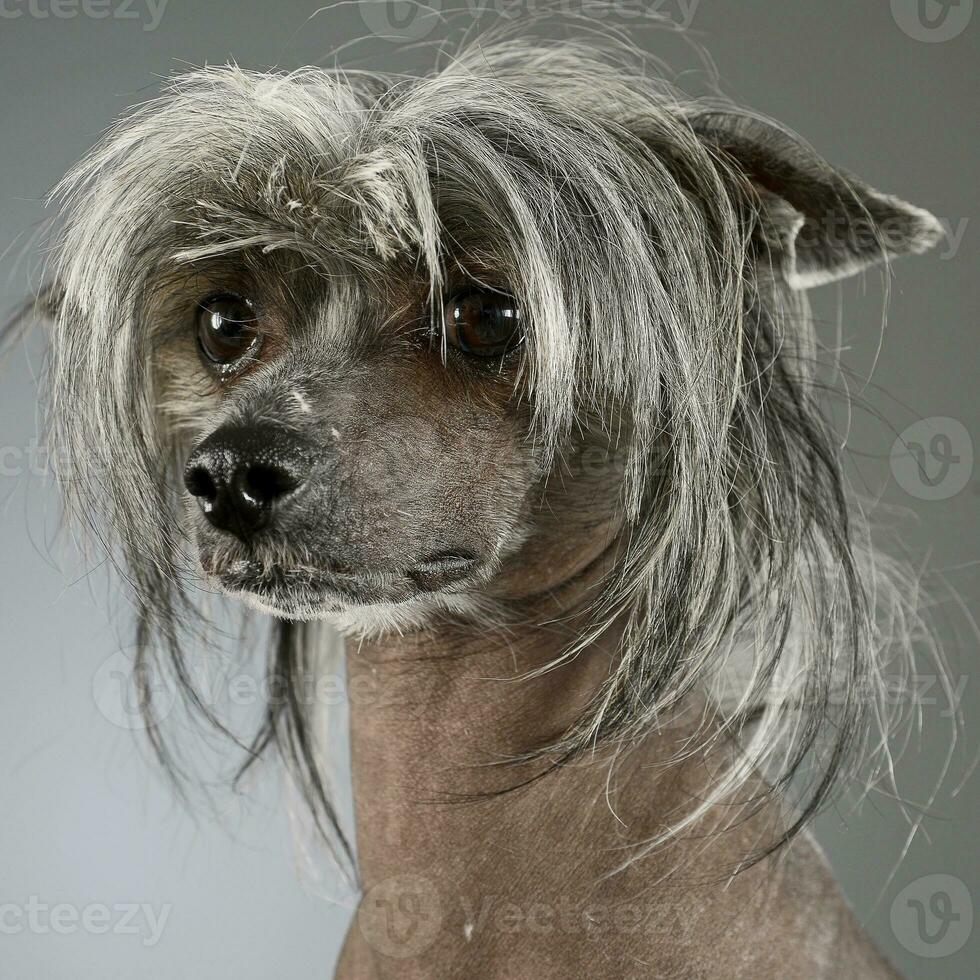 chinois huppé chien dans une gris Contexte photo studio