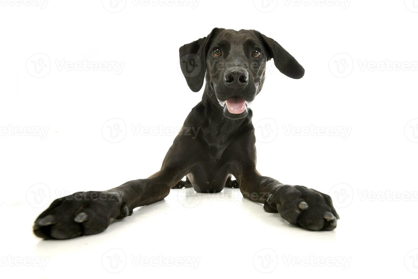 studio coup de un adorable mixte race chien photo