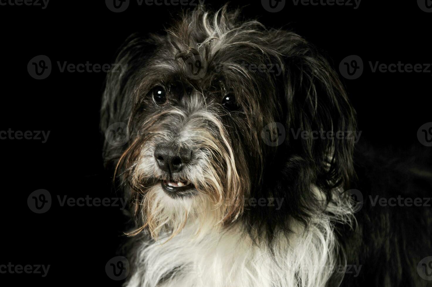 portrait de un adorable mixte race chien photo