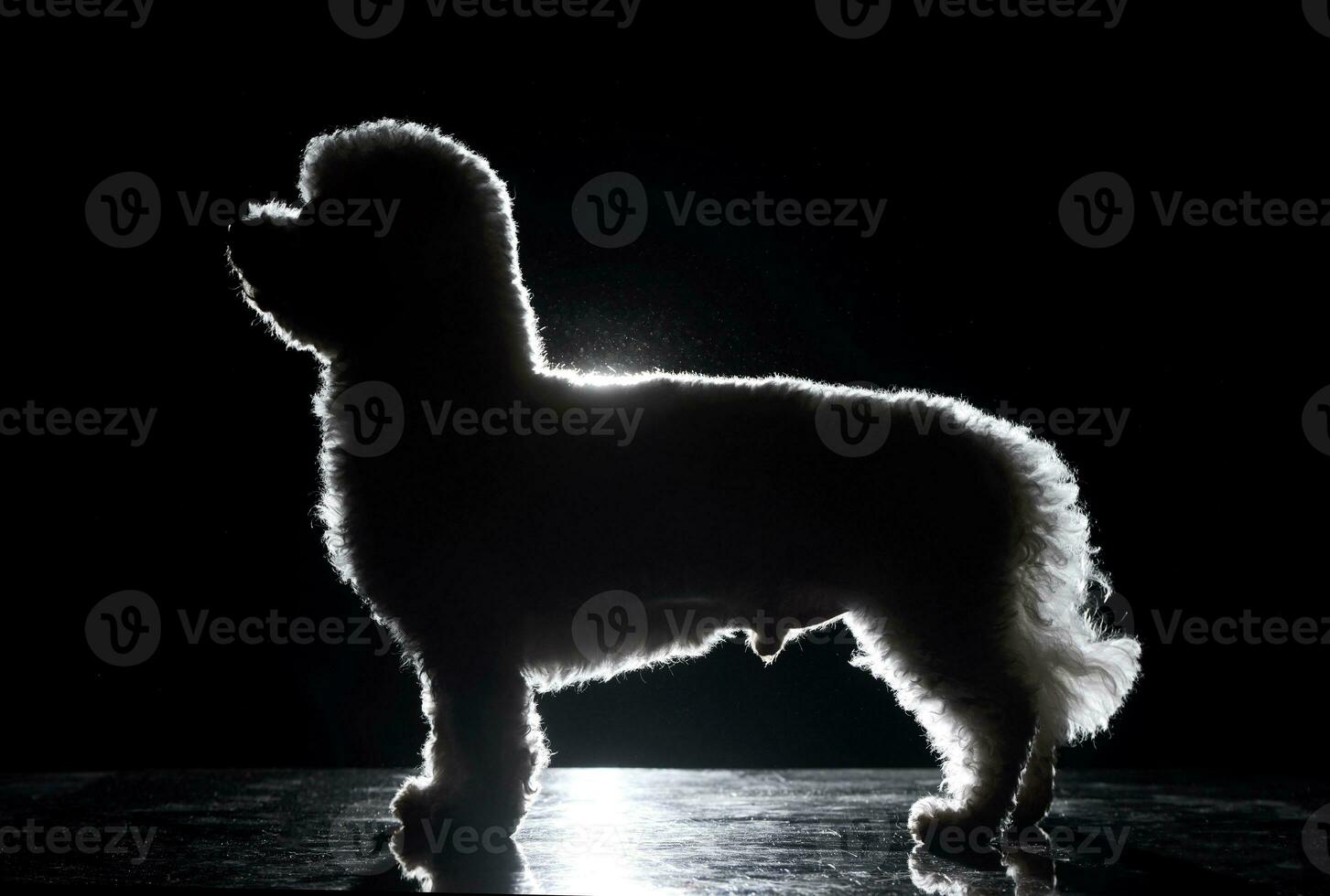 silhouette de une mignonne bolognaise chien photo