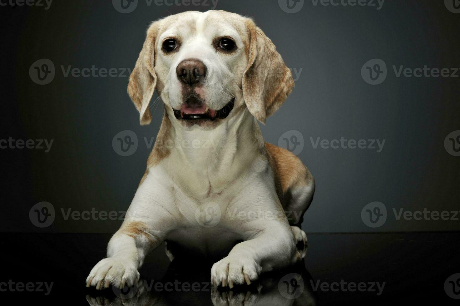 studio coup de un adorable beagle photo