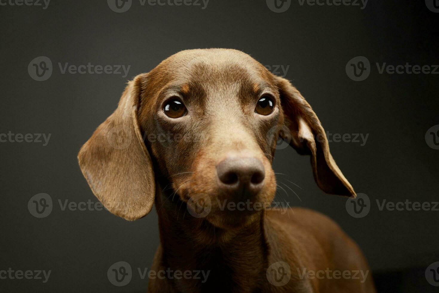 portrait de un adorable teckel photo