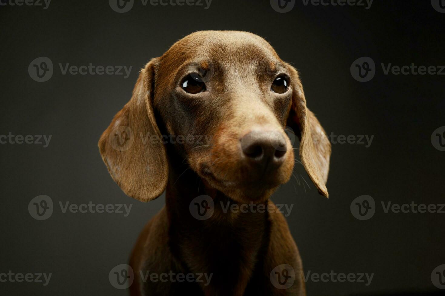 portrait de un adorable teckel photo