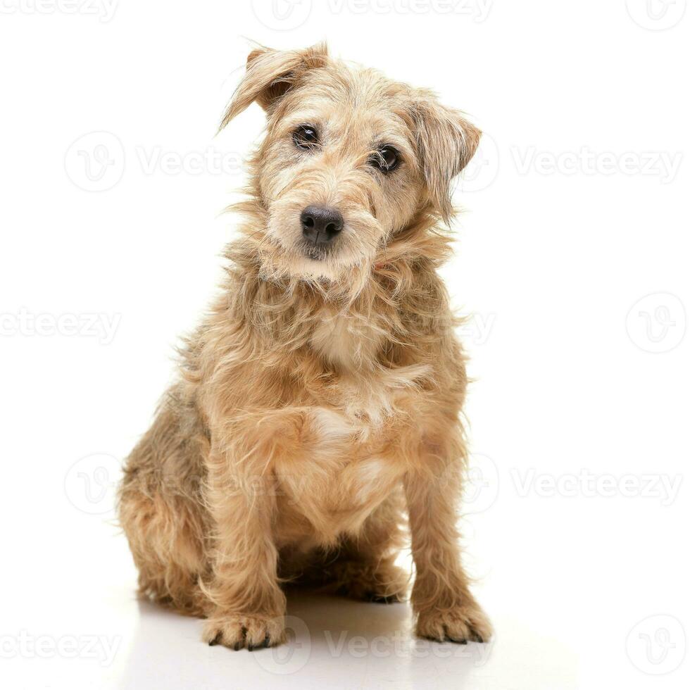 studio coup de un adorable mixte race chien photo