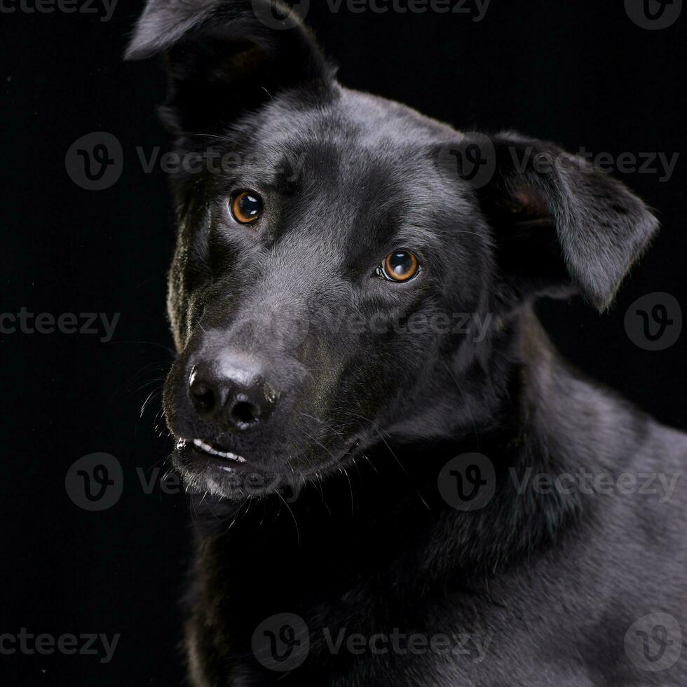 portrait de un adorable mixte race chien photo