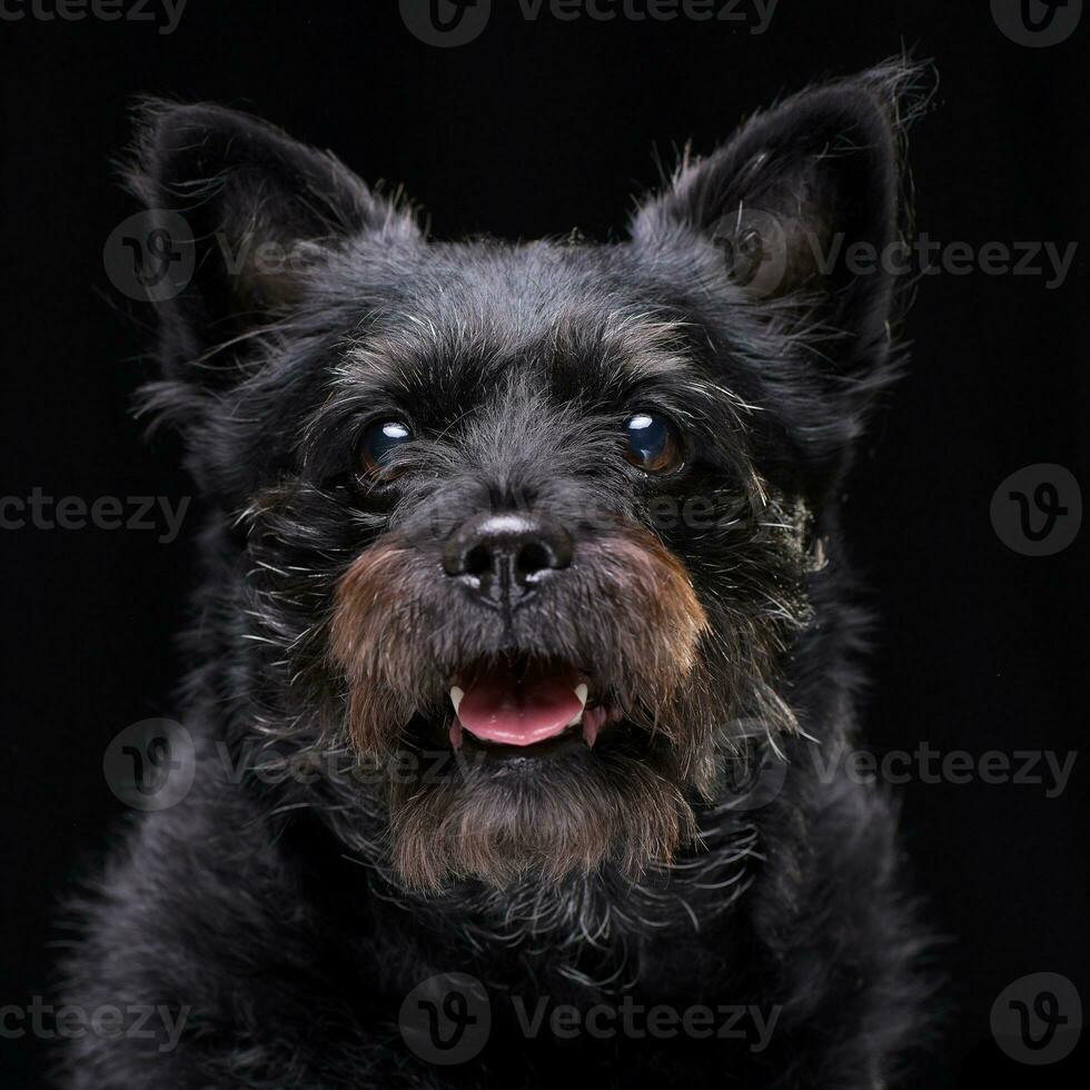 portrait de un adorable mixte race chien photo