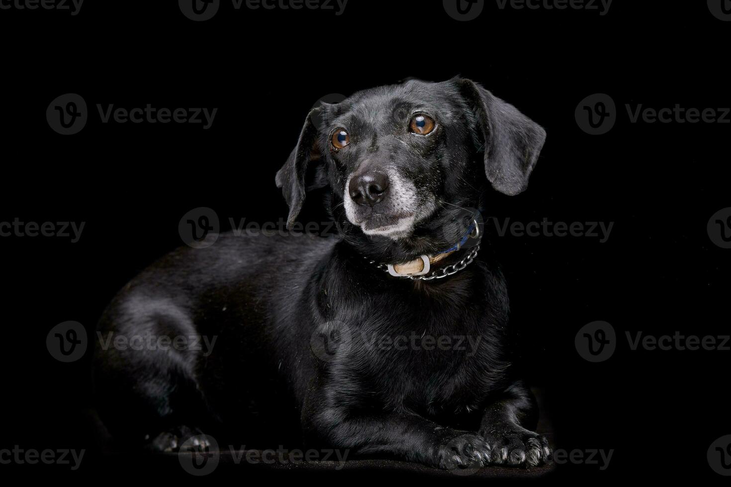 studio coup de un adorable mixte race chien photo