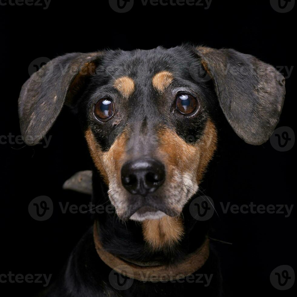 portrait de un adorable mixte race chien photo