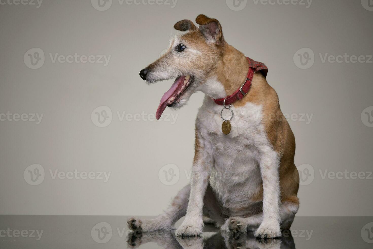 studio coup de un vieux, adorable jack Russell terrier photo