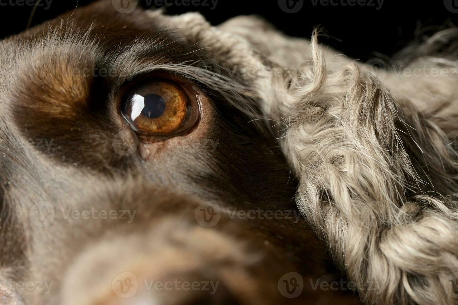 portrait de un adorable Anglais cocker épagneul photo