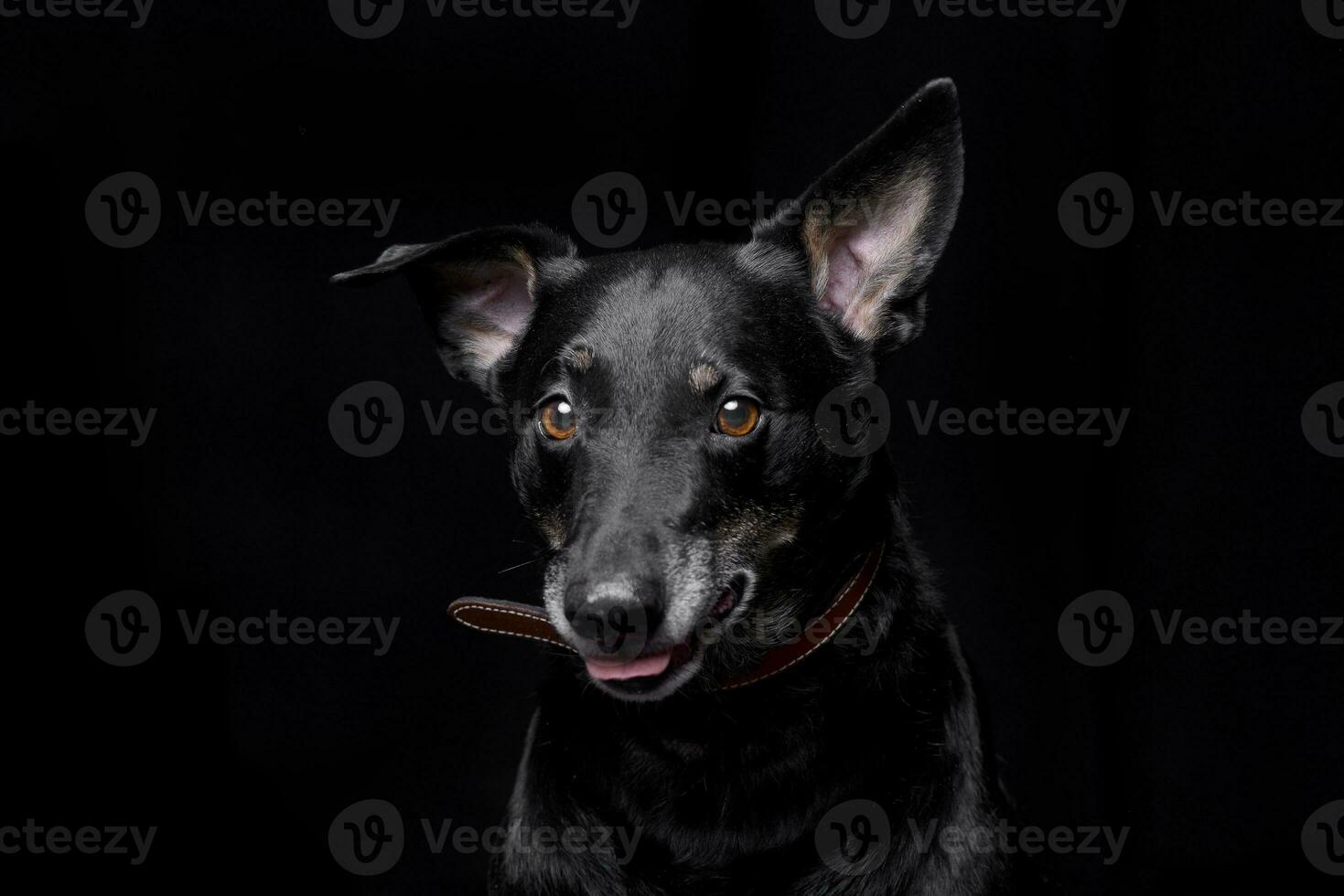 portrait de un adorable mixte race chien photo