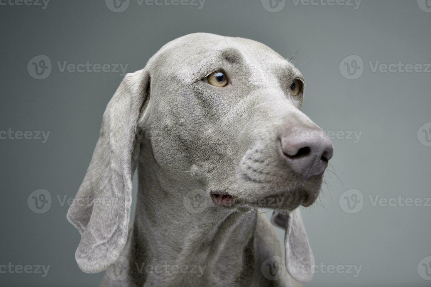 portrait de un adorable braque de Weimar chien photo