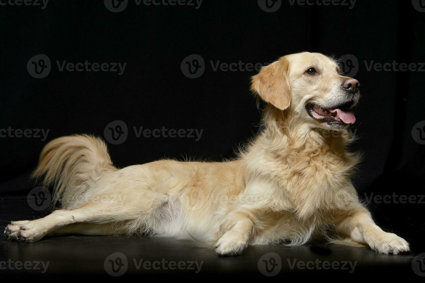 studio coup de un adorable mixte race chien photo