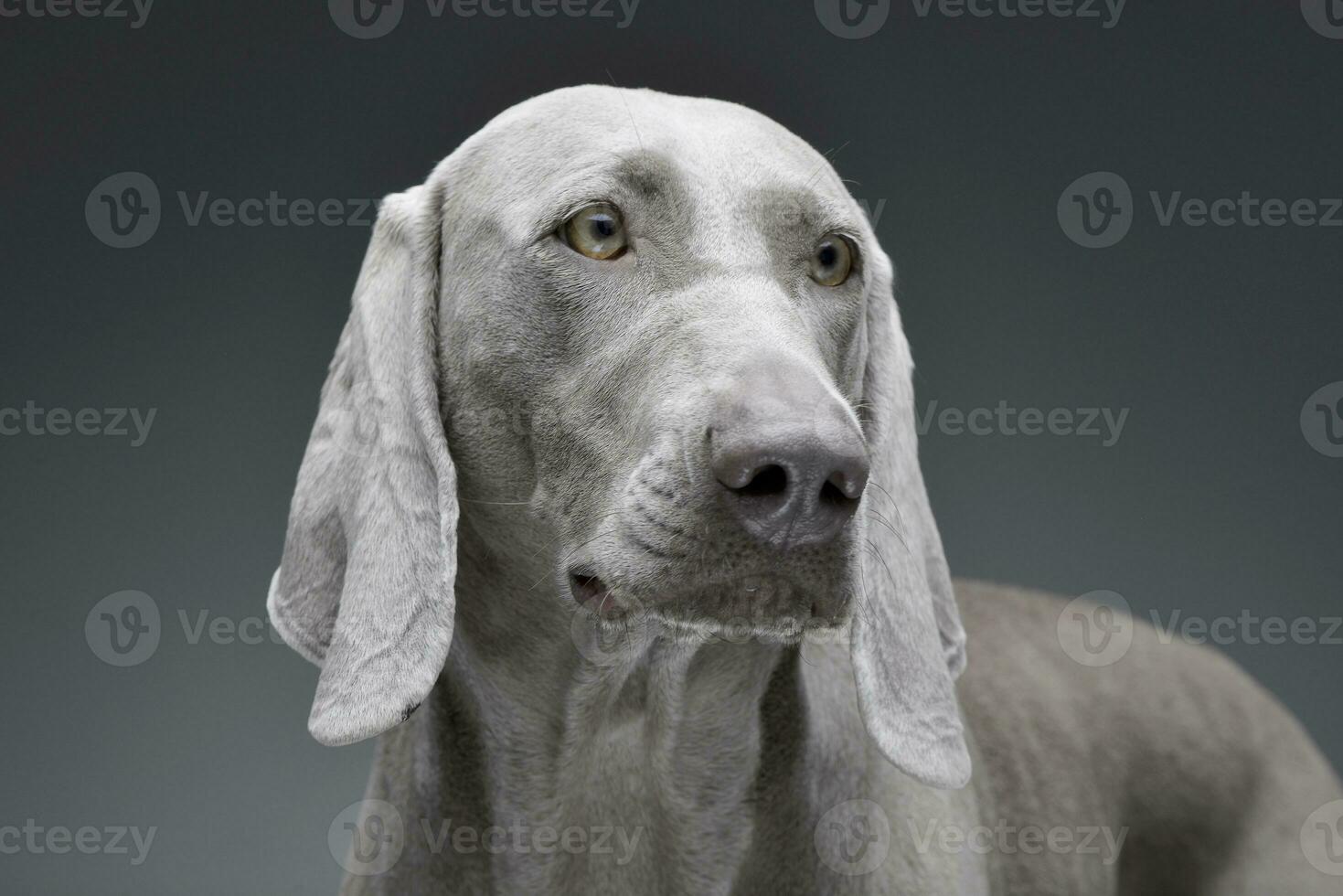 portrait de un adorable braque de Weimar chien photo