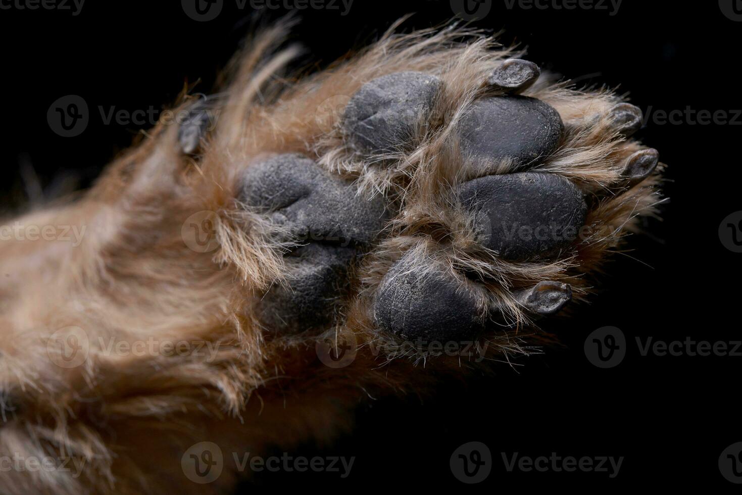 proche coup de un adorable Yorkshire terrier patte photo