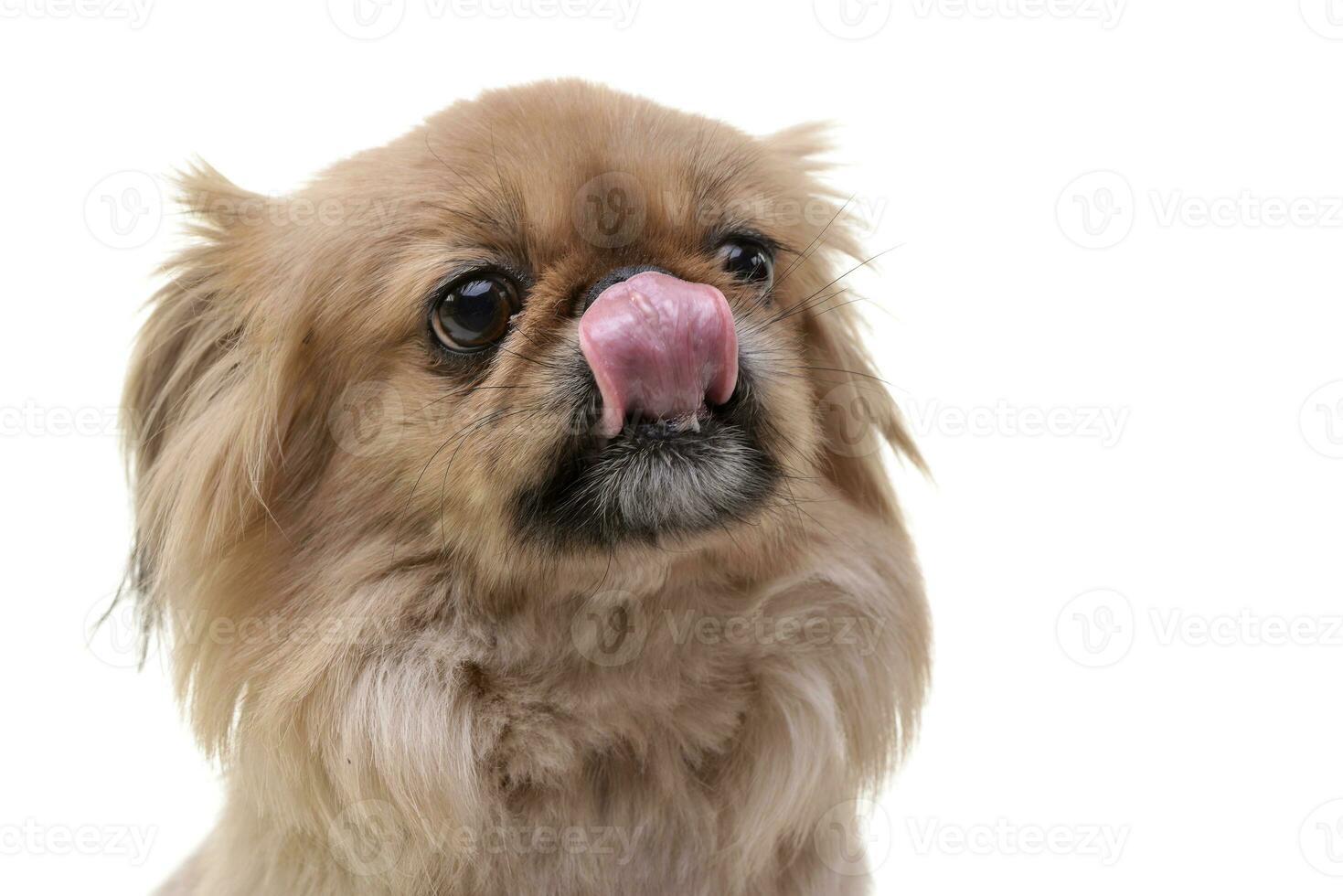 portrait de un adorable pékinois chien photo