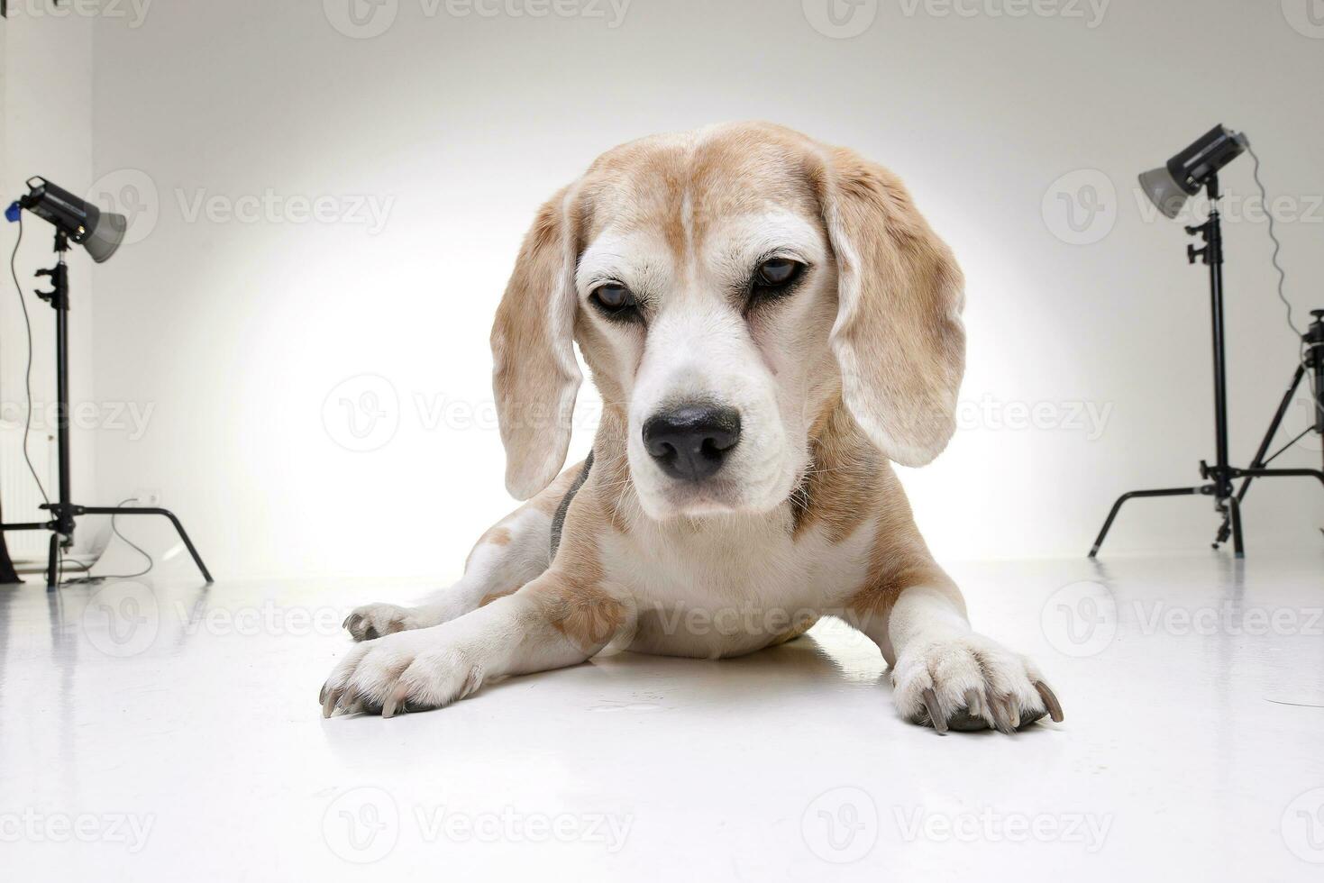 studio coup de un adorable beagle photo