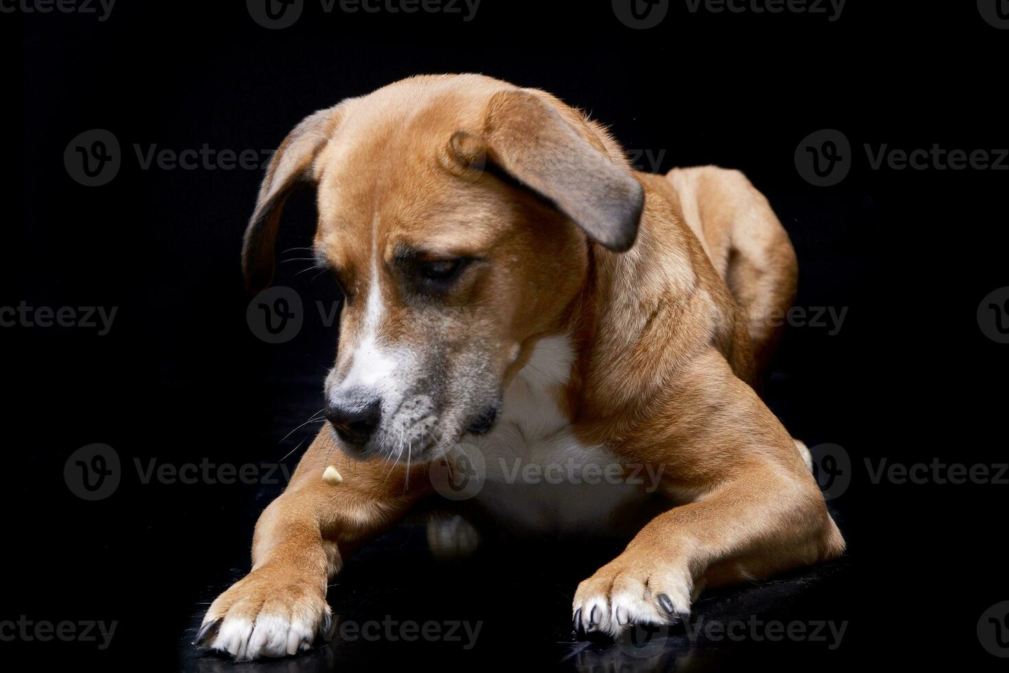 studio coup de un adorable Staffordshire terrier photo