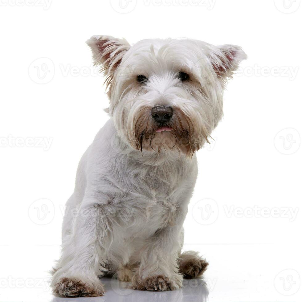 studio coup de un adorable Ouest montagnes blanc terrier photo