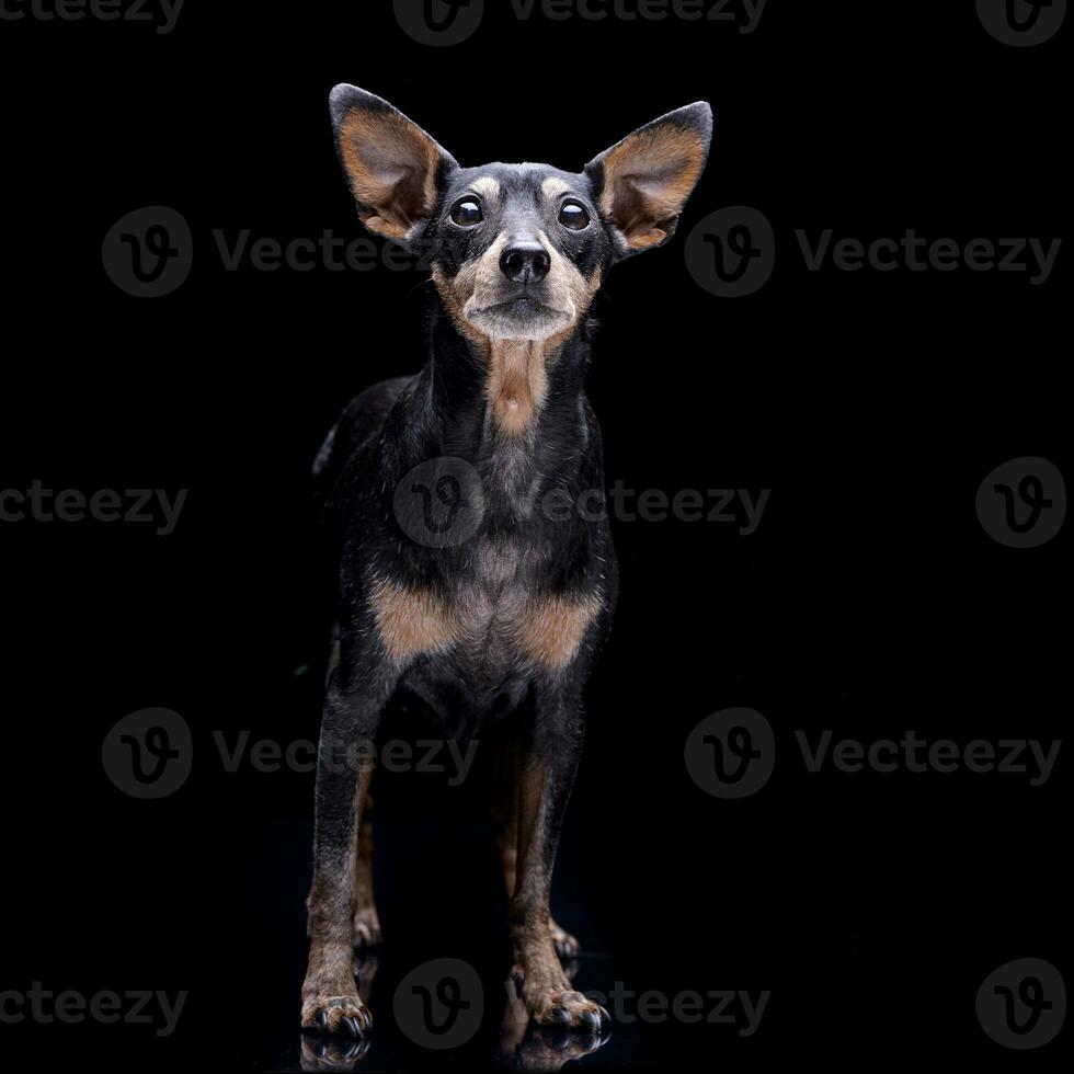 studio coup de un adorable pinscher chien photo