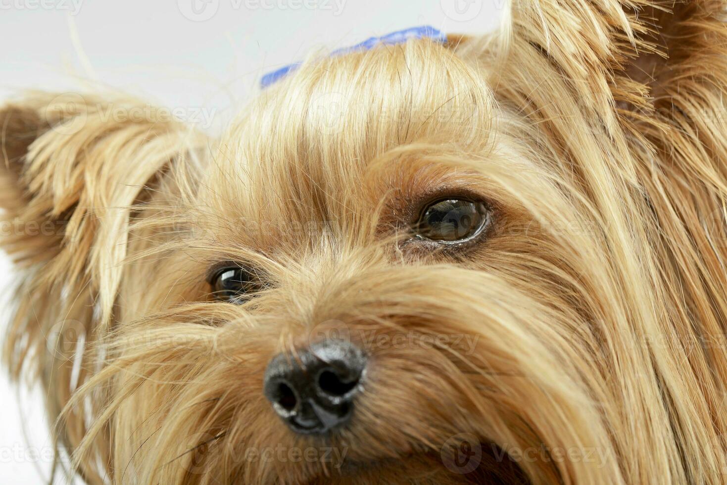 portrait de un adorable Yorkshire terrier photo