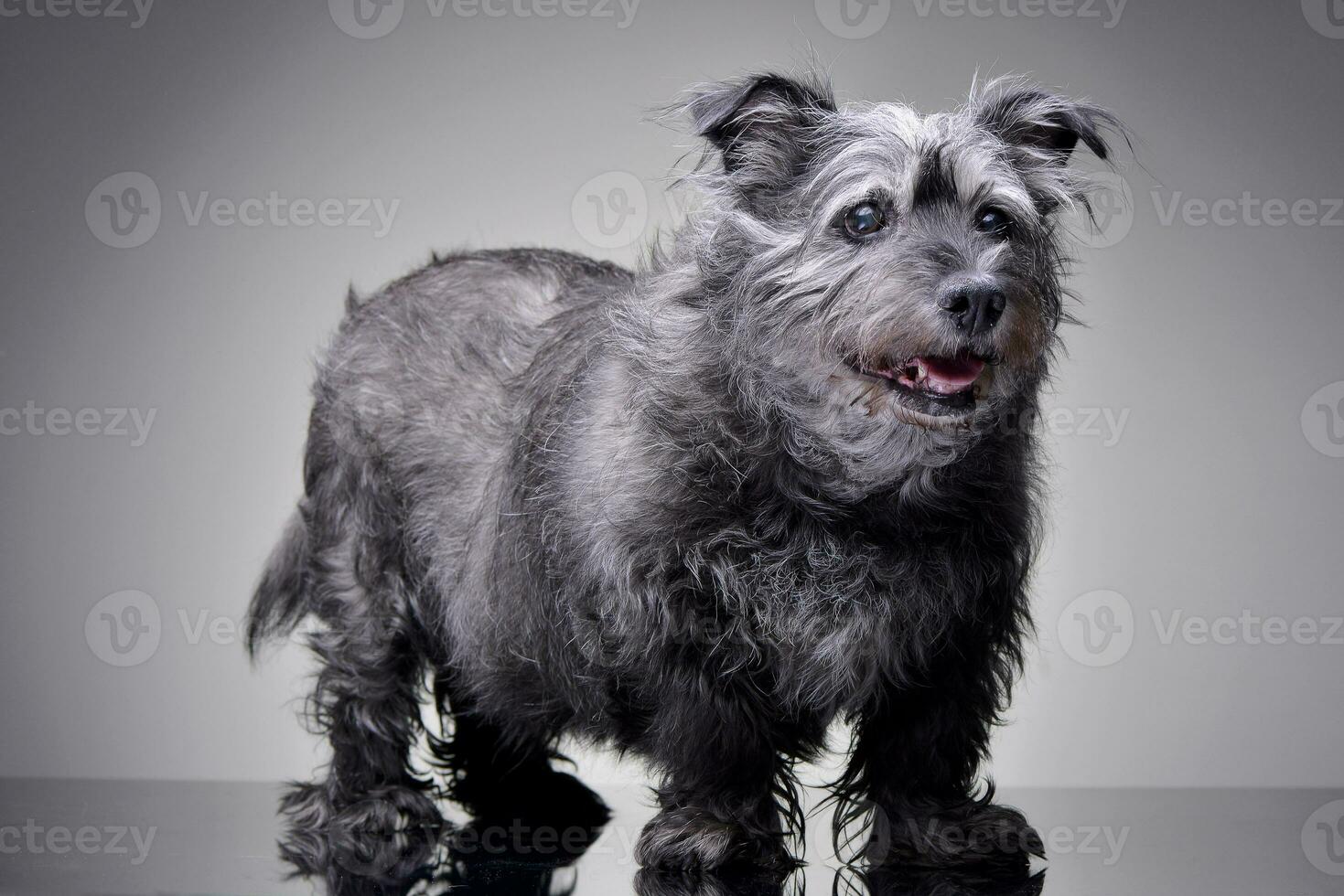 studio coup de un adorable mixte race chien photo