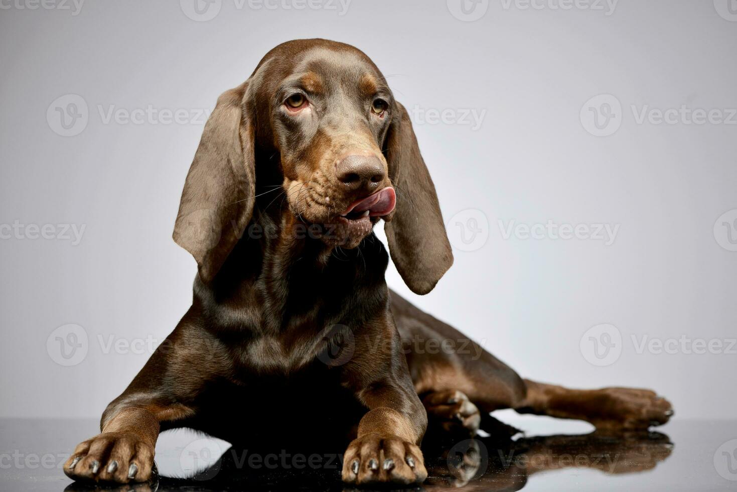 studio coup de un adorable allemand aiguille photo