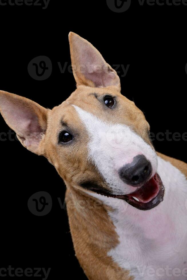 portrait de un adorable mini taureau terrier photo