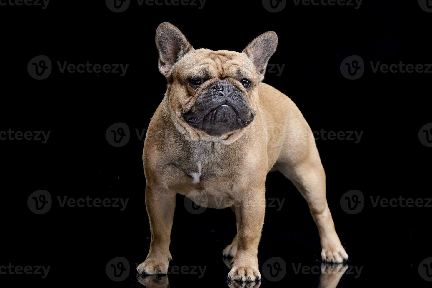 studio coup de un adorable français bouledogue photo