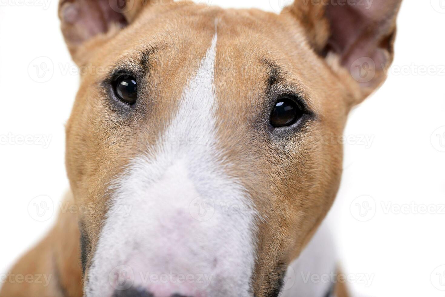 portrait de un adorable mini taureau terrier photo