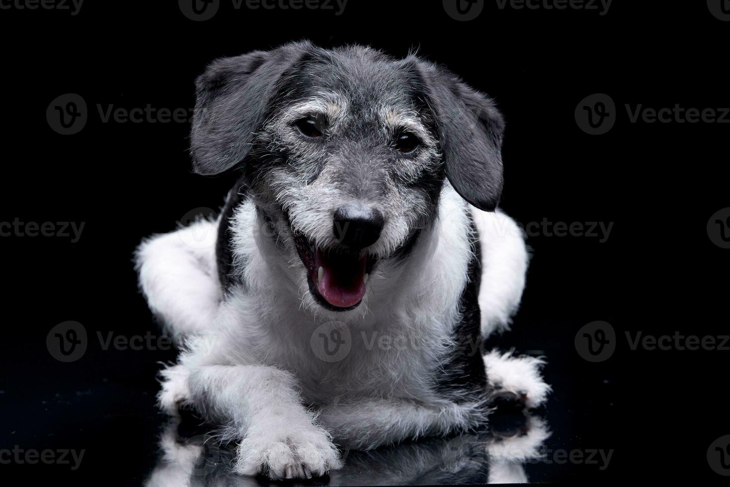 studio coup de un adorable mixte race chien photo