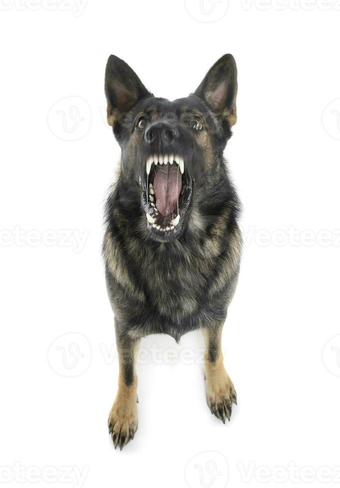 studio coup de une sauvage et craintif allemand berger chien permanent sur blanc Contexte photo