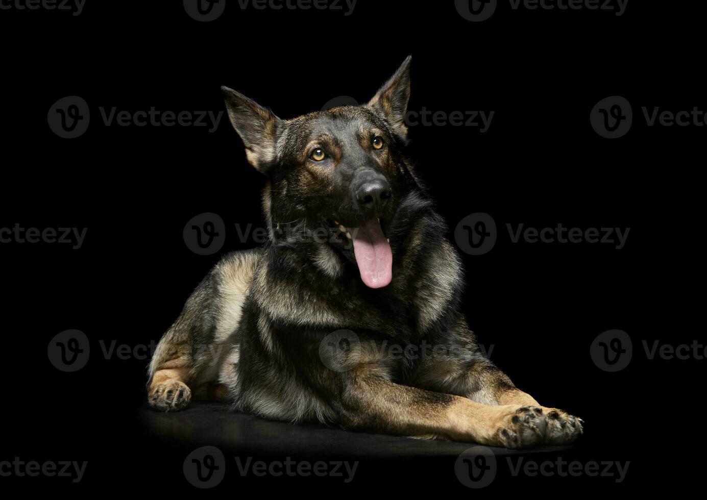 studio coup de un adorable allemand berger chien à la recherche satisfait photo