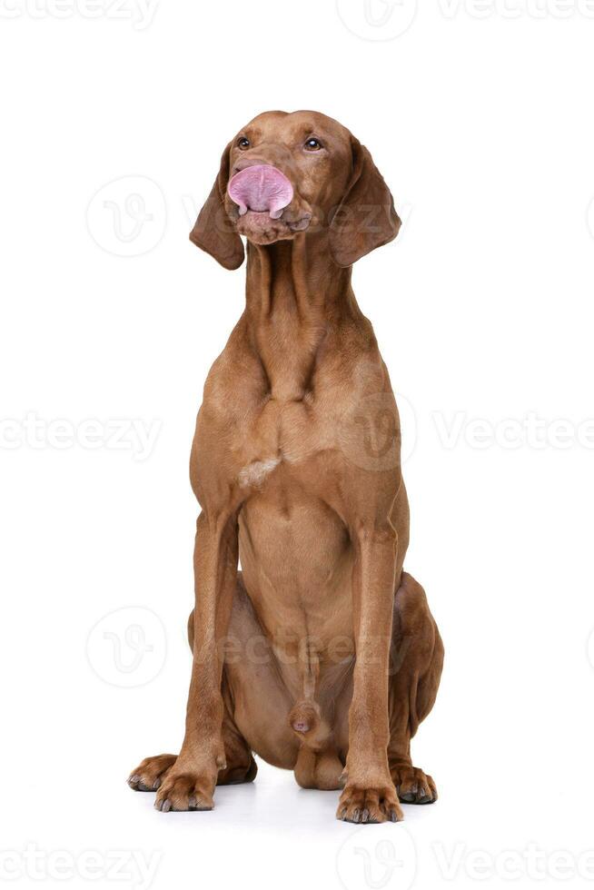 studio coup de un adorable magyar vizsla lécher le sien lèvres photo