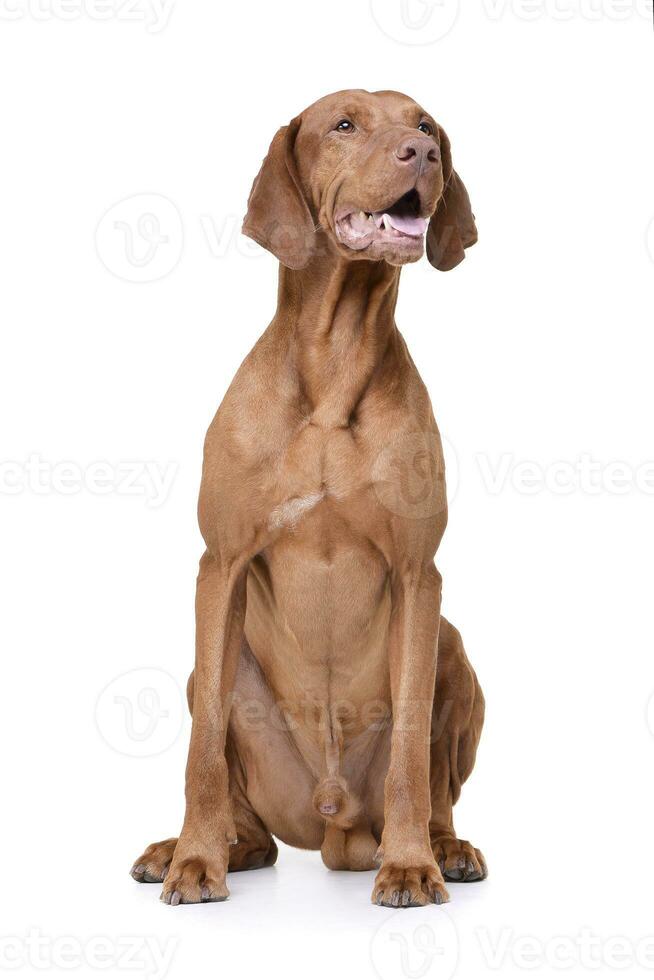 studio coup de un adorable magyar vizsla à la recherche satisfait photo