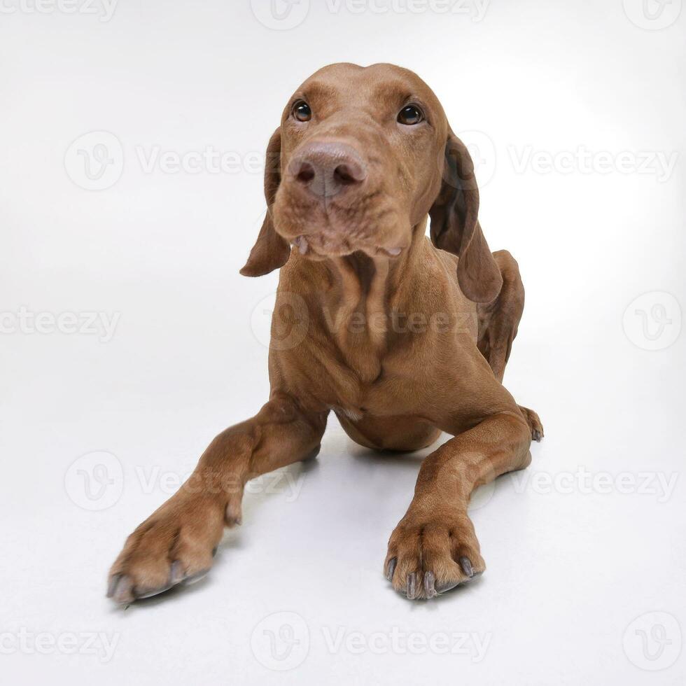 studio coup de un adorable magyar vizsla à la recherche avec curiosité photo