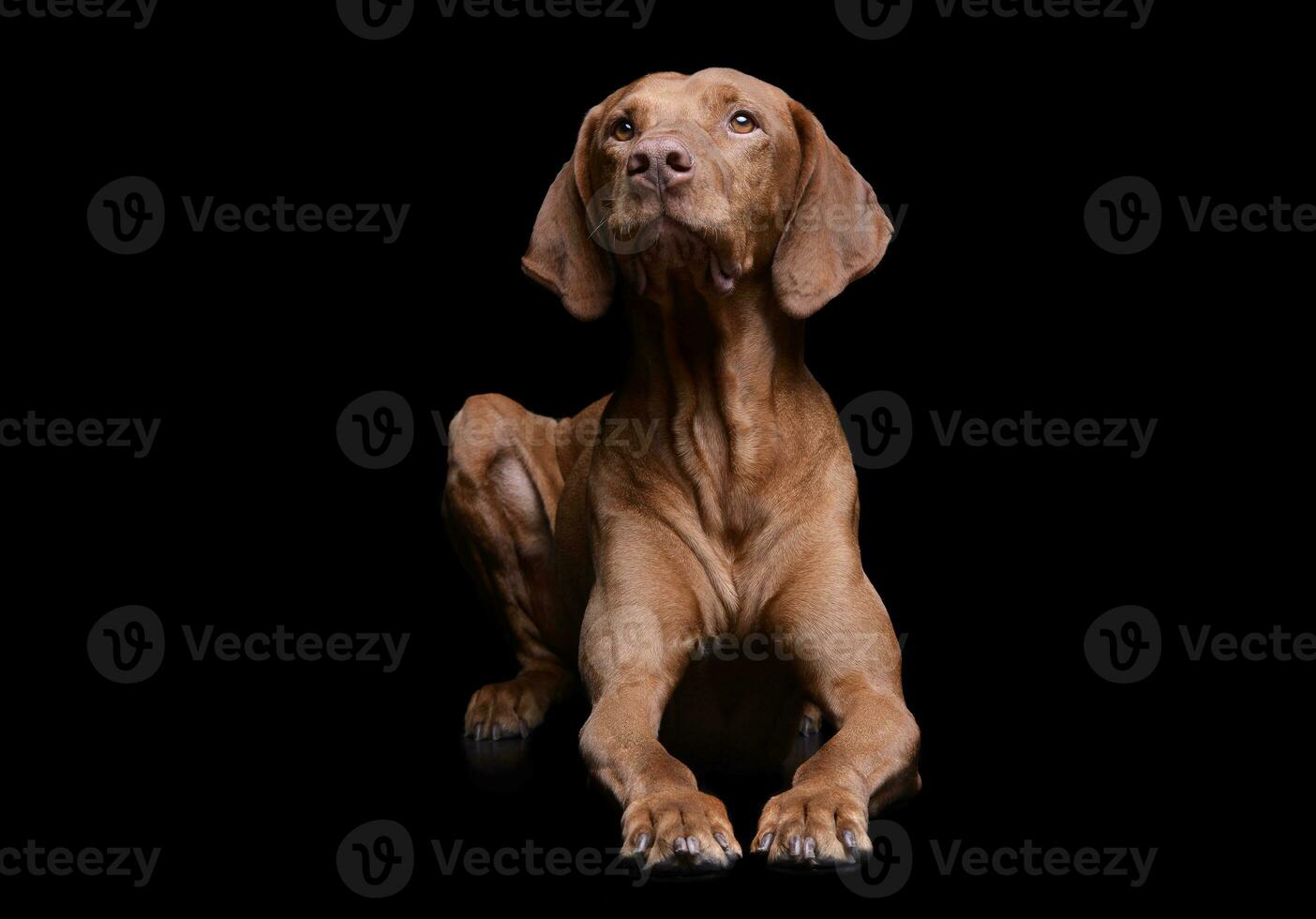 portrait de un adorable magyar vizsla à la recherche en haut avec curiosité photo