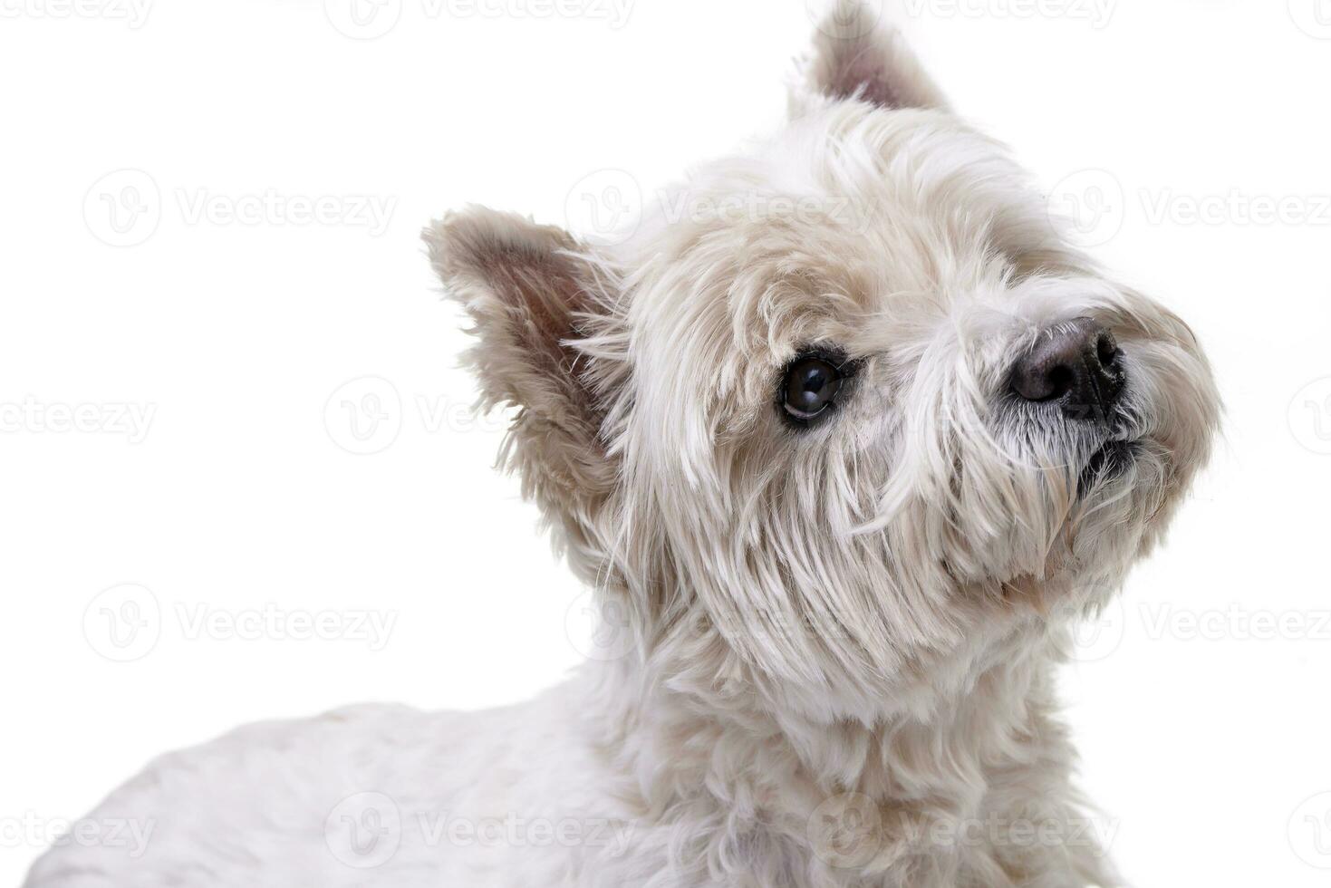 portrait de un adorable Ouest montagnes blanc terrier photo