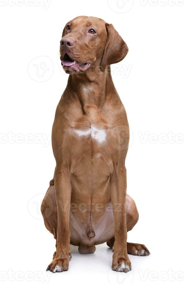 studio coup de un adorable magyar vizsla à la recherche avec curiosité photo