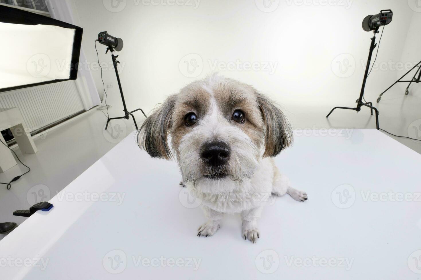 un adorable havanais chien dans une photo studio