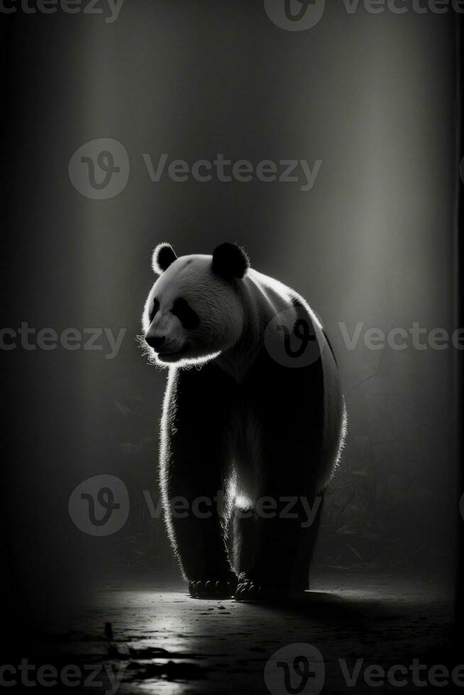 gros Panda studio silhouette photo noir blanc ancien rétro-éclairé portrait Chine contour tatouage