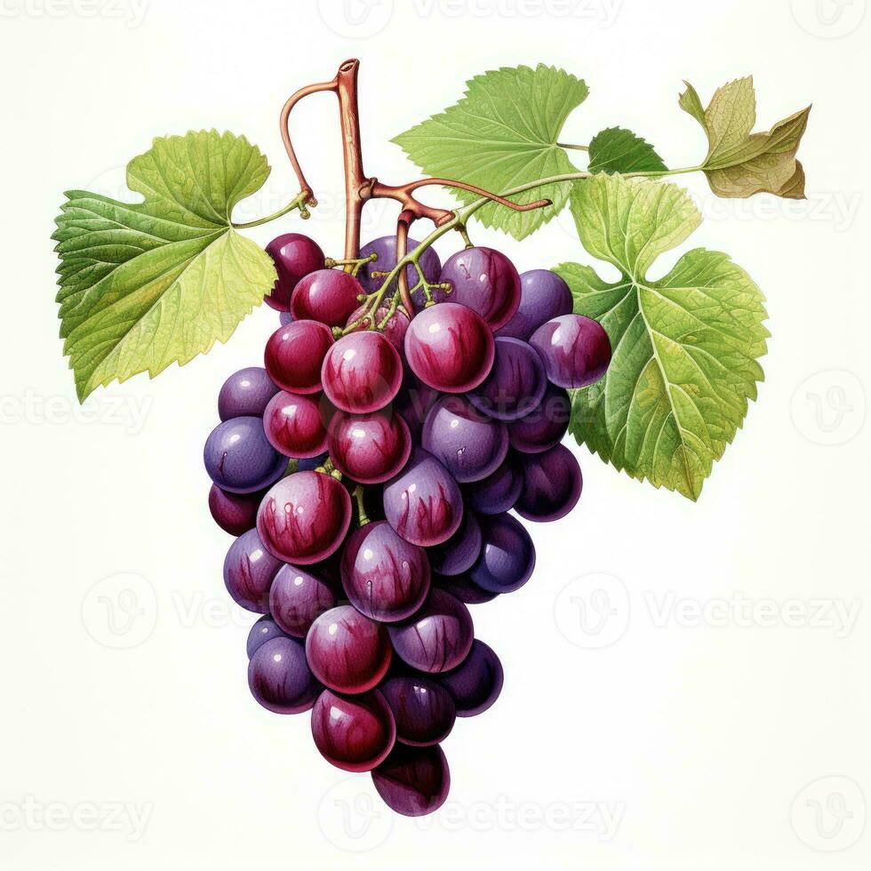 grain de raisin détaillé aquarelle La peinture fruit légume clipart botanique réaliste illustration photo