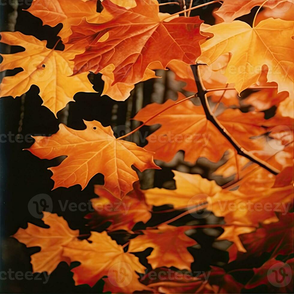 érable feuilles or tranquillité la grâce paysage Zen harmonie du repos calme unité harmonie la photographie photo