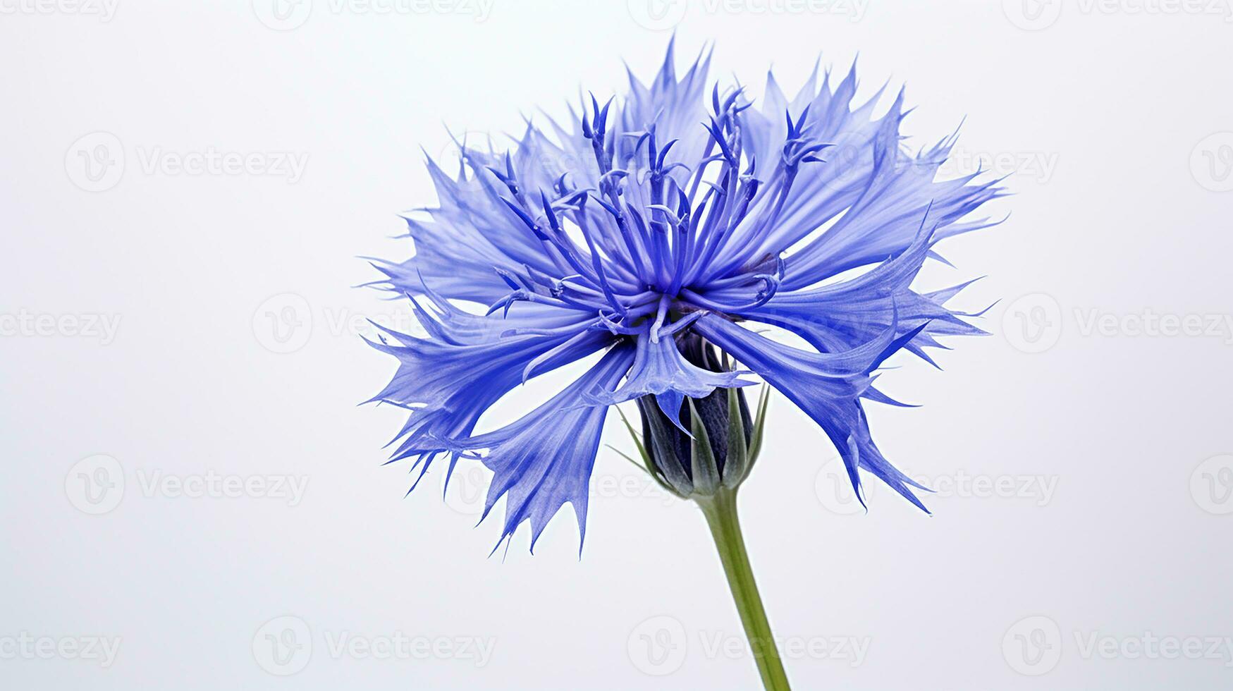 photo de magnifique bleuet fleur isolé sur blanc Contexte. génératif ai