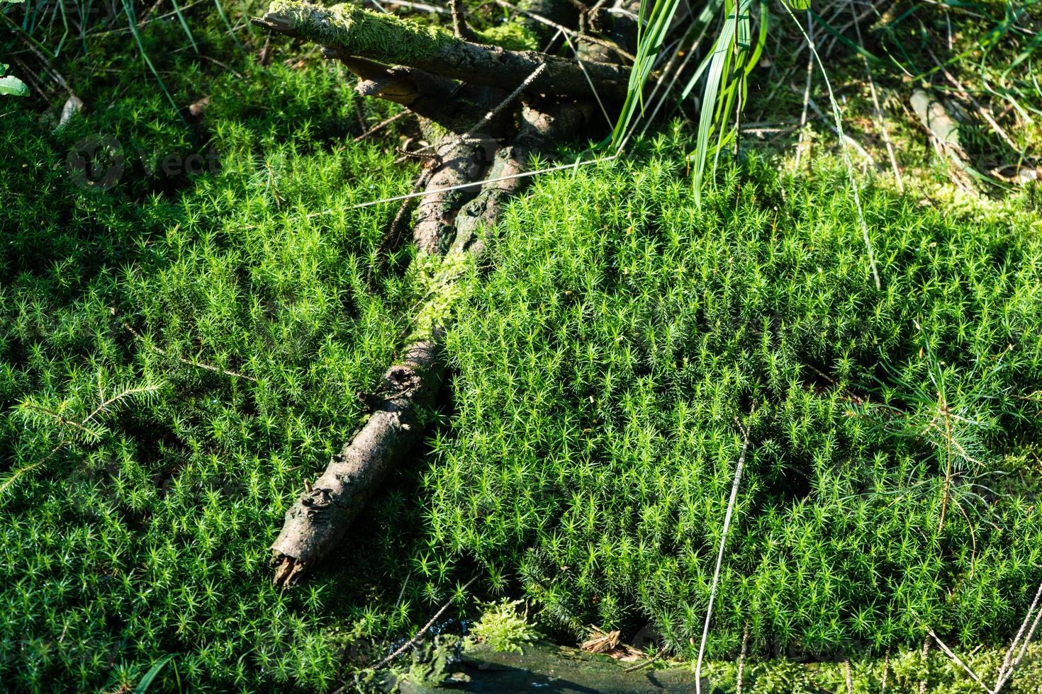 sol de mousse dans la réserve naturelle de bruyère fischbek photo