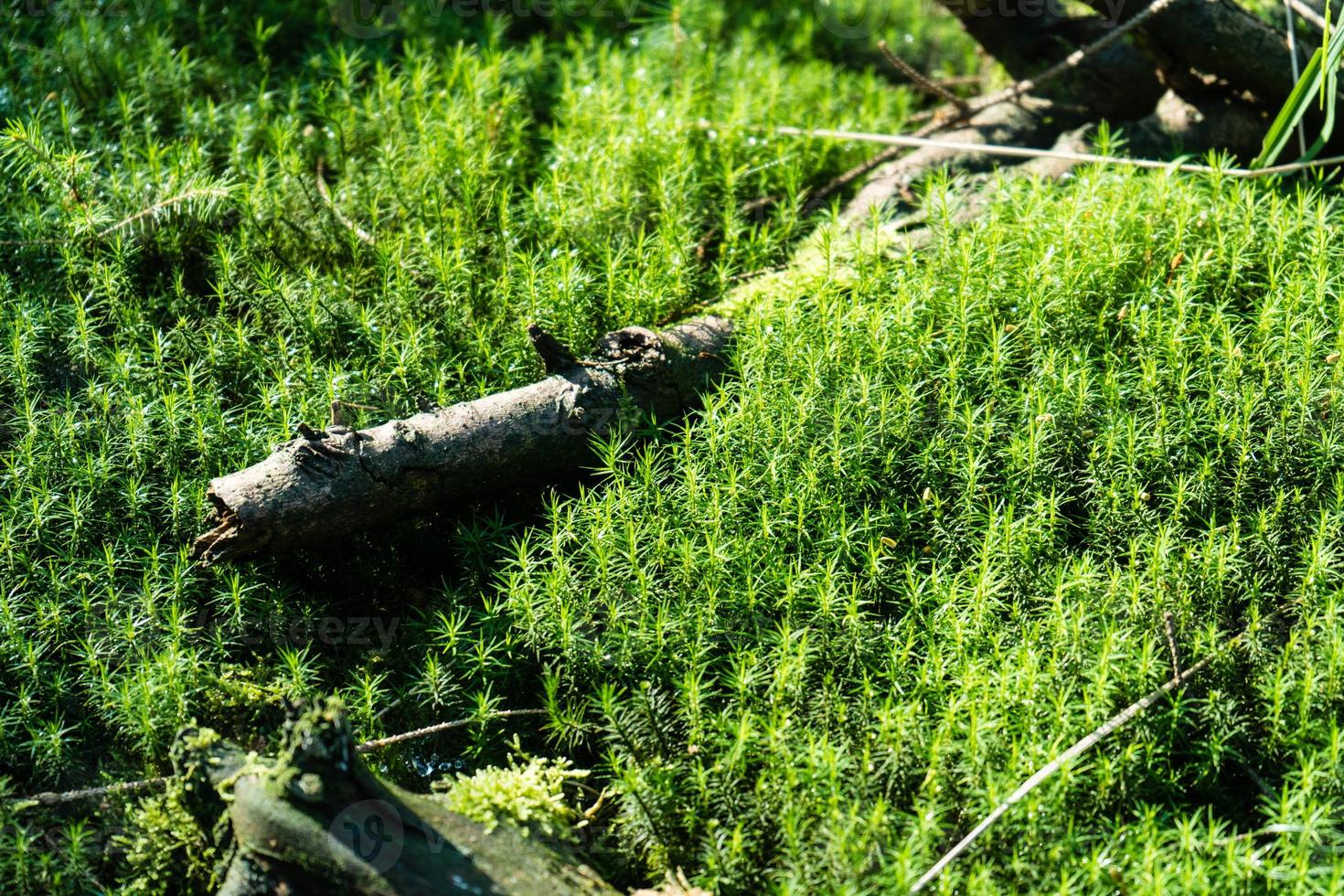 sol de mousse dans la réserve naturelle de bruyère fischbek photo