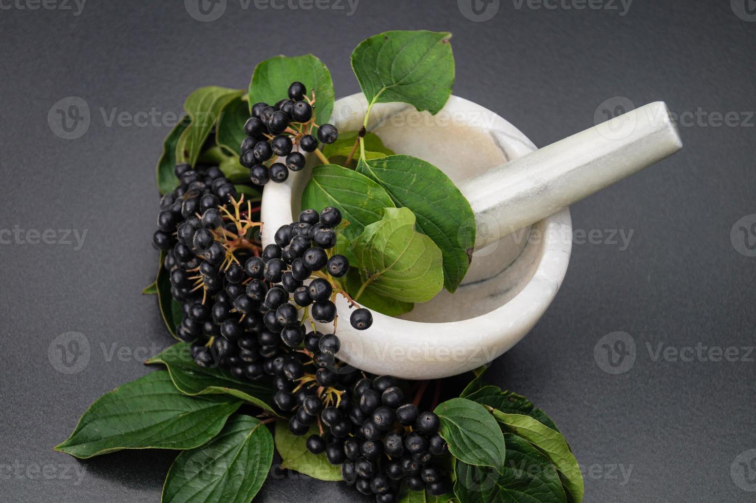 Aronia aronia sorbier des oiseleurs noir photo