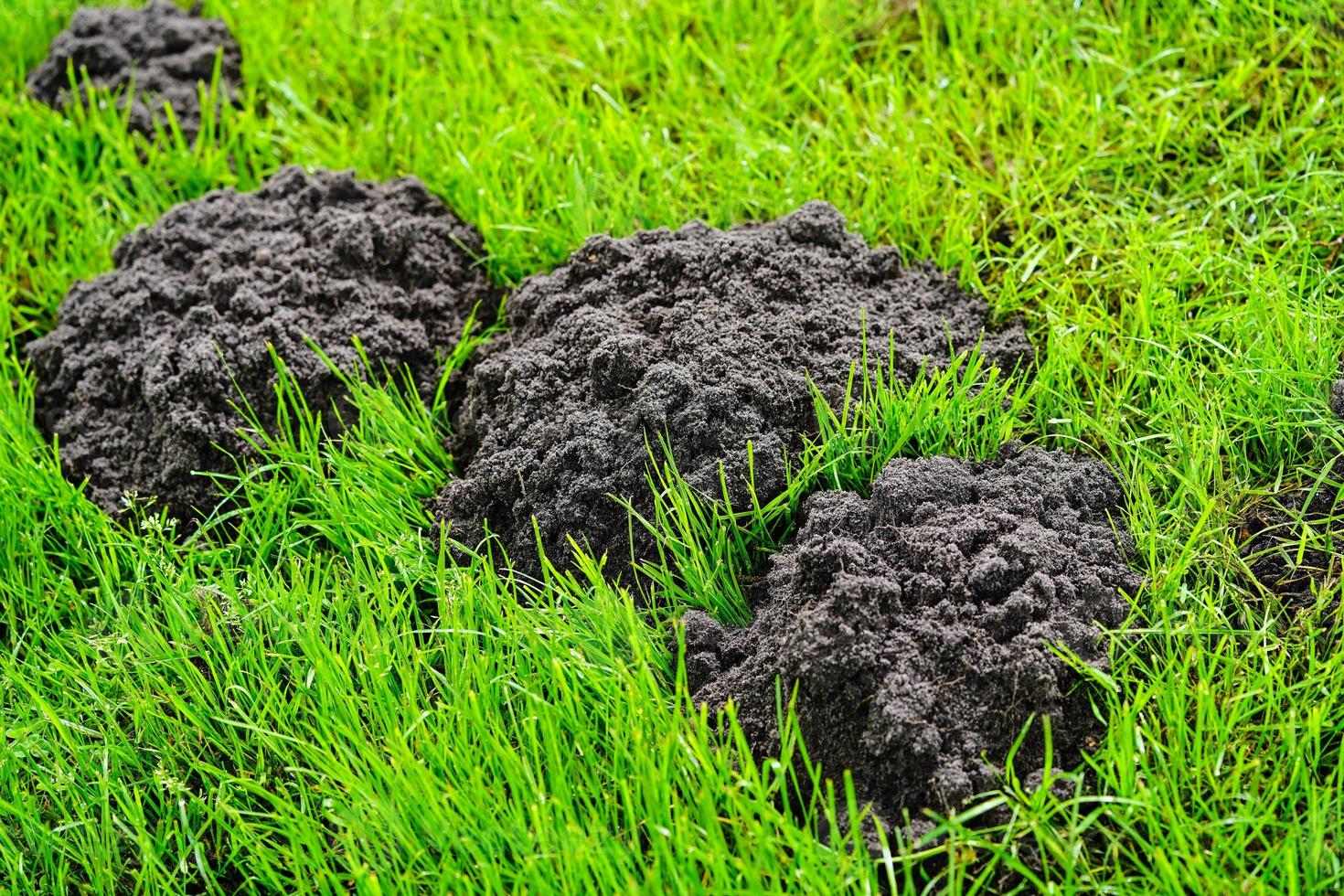 une taupe dans le jardin photo